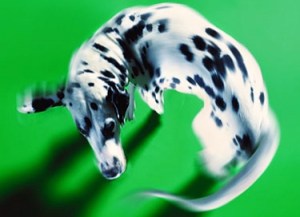 Dalmatian-chasing-tail-006