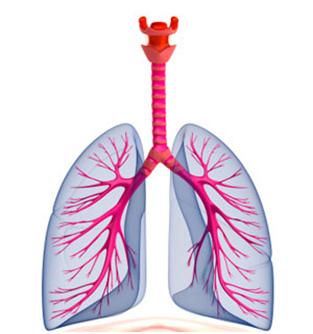 Lungs
