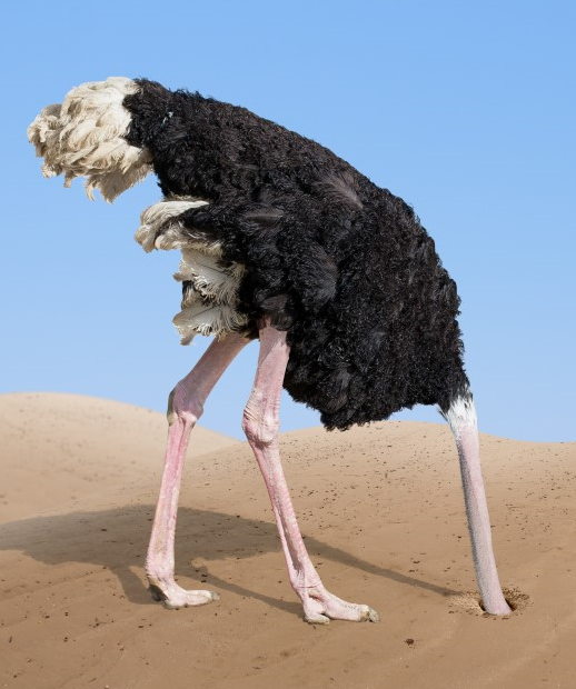 Ostrich